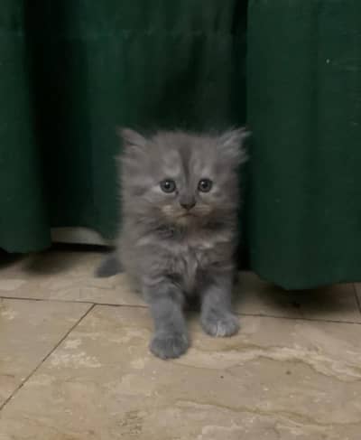 TURKISH angora kitten