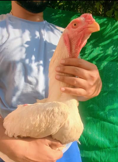 white o shamoo eggs and chicks