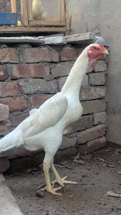 white o shamoo eggs and chicks