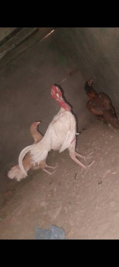 Gujranwala
