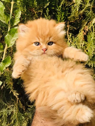 Persian kittens