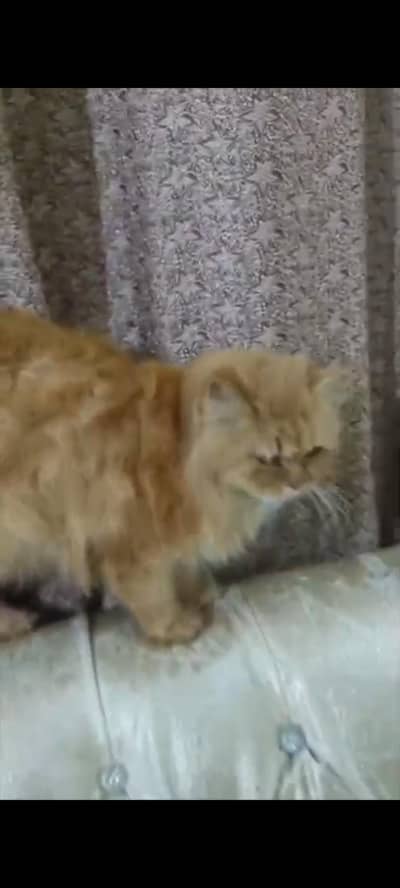 punch face triple cot breedar cat