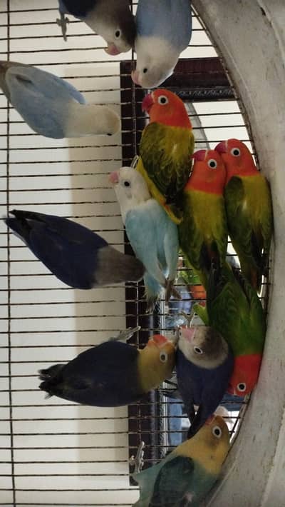 Love birds