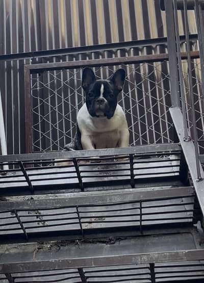 Frenchbulldog