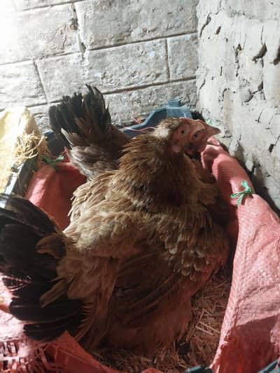 kuruk hens 03309583577