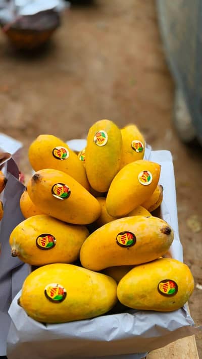 seasonal mango 