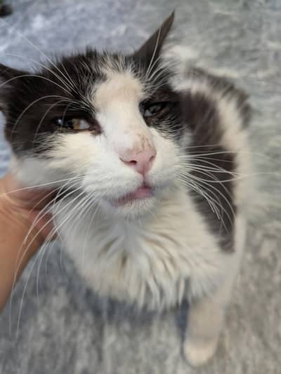 Male cat