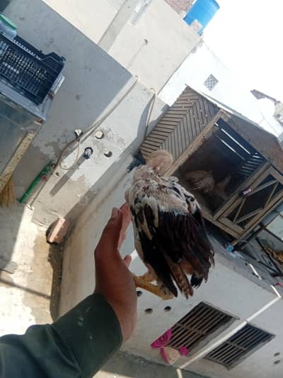 fresh chicks   aseel china available.  per piece 5000