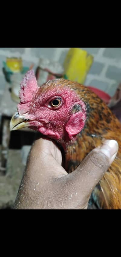 jp shomo chick part beap chicks