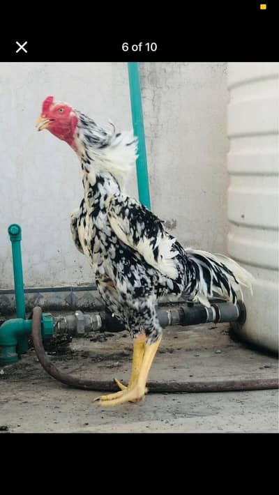 shamo male