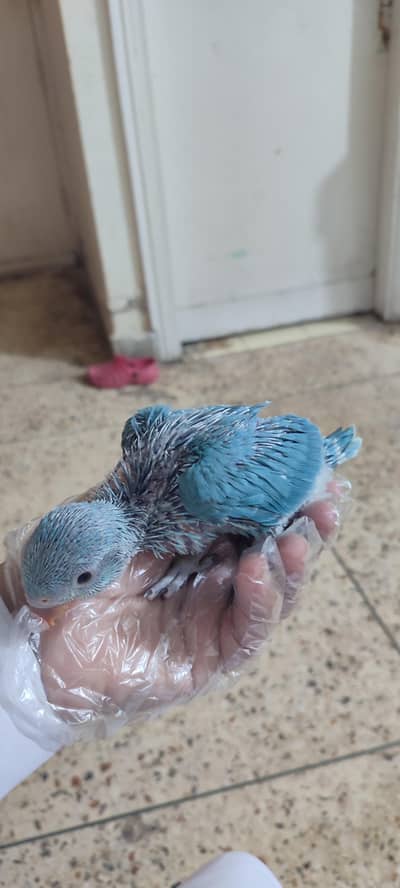 Blue Ringneck chick for sell or exchange with yellow ringneck chick