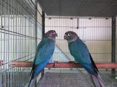 Blue turquoise bf-bc conure  parrots pair available