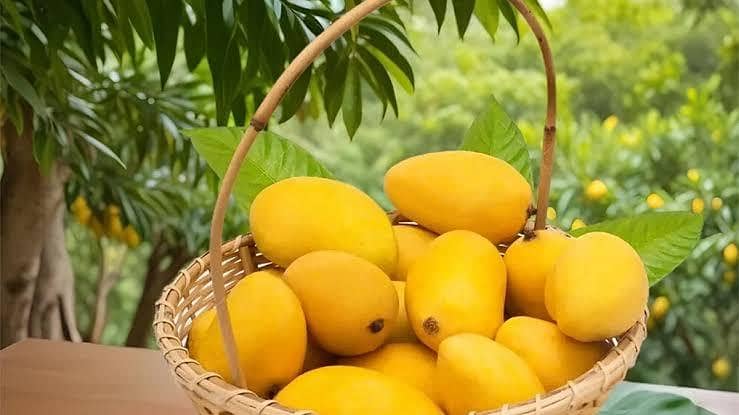Mango 6