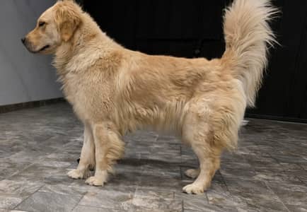 Golden Retriever Female 03253982744