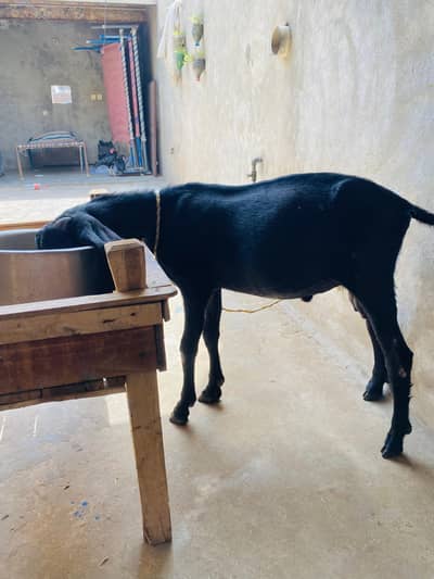 Top quality bakra