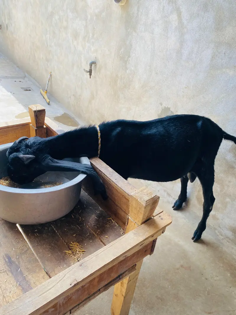 Top quality bakra — photo 2