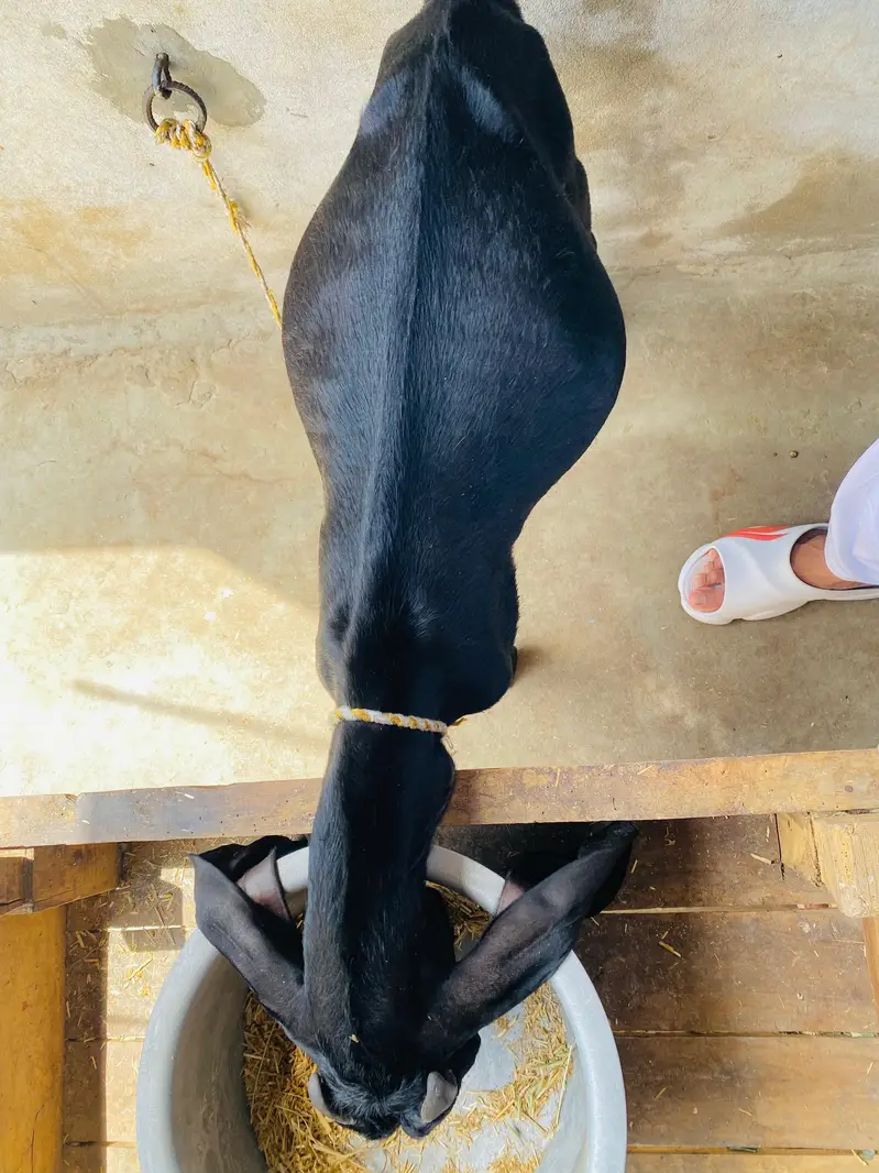 Top quality bakra — photo 3