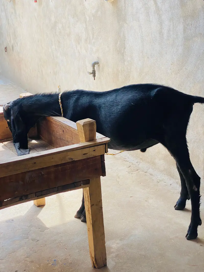 Top quality bakra — photo 4