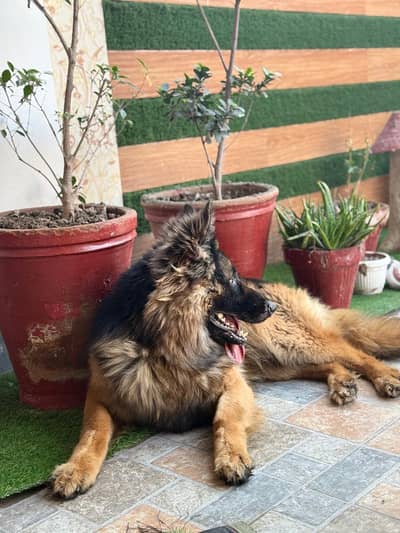Purebred German Shepherd with pedigree