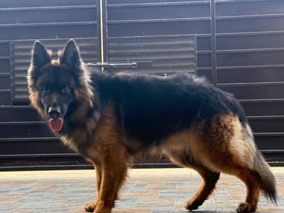Purebred German Shepherd with pedigree