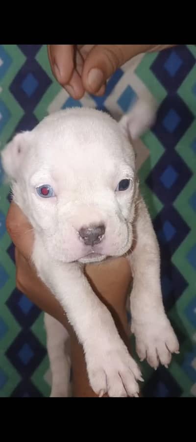 American Pitbull Baby 1 month Age male Female