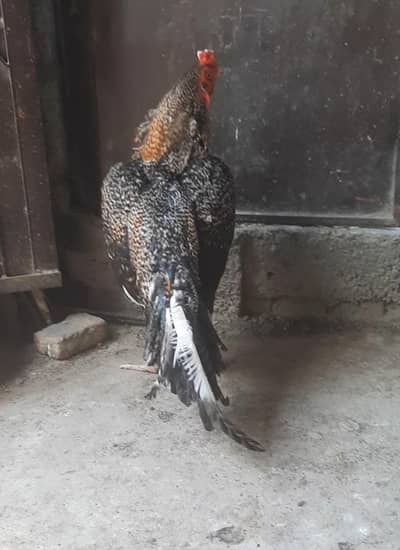 aseel breeder pair