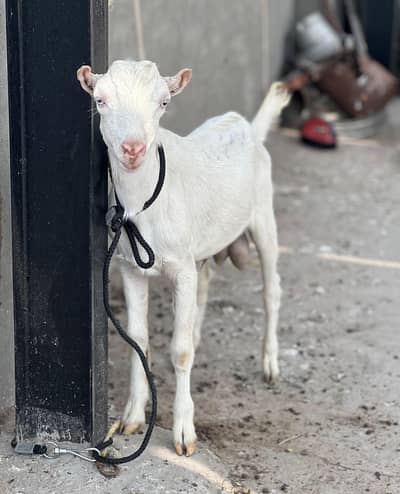 Teda kid male 4/5 months for quarbani 2027