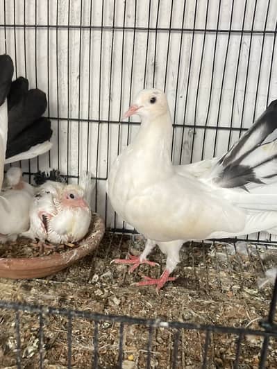 Breeder Pair Top Quality Lucky Peigon