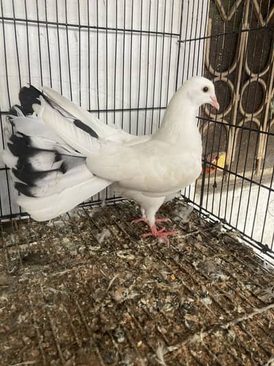 Black Tail Lucky Peigon Breeder Pair