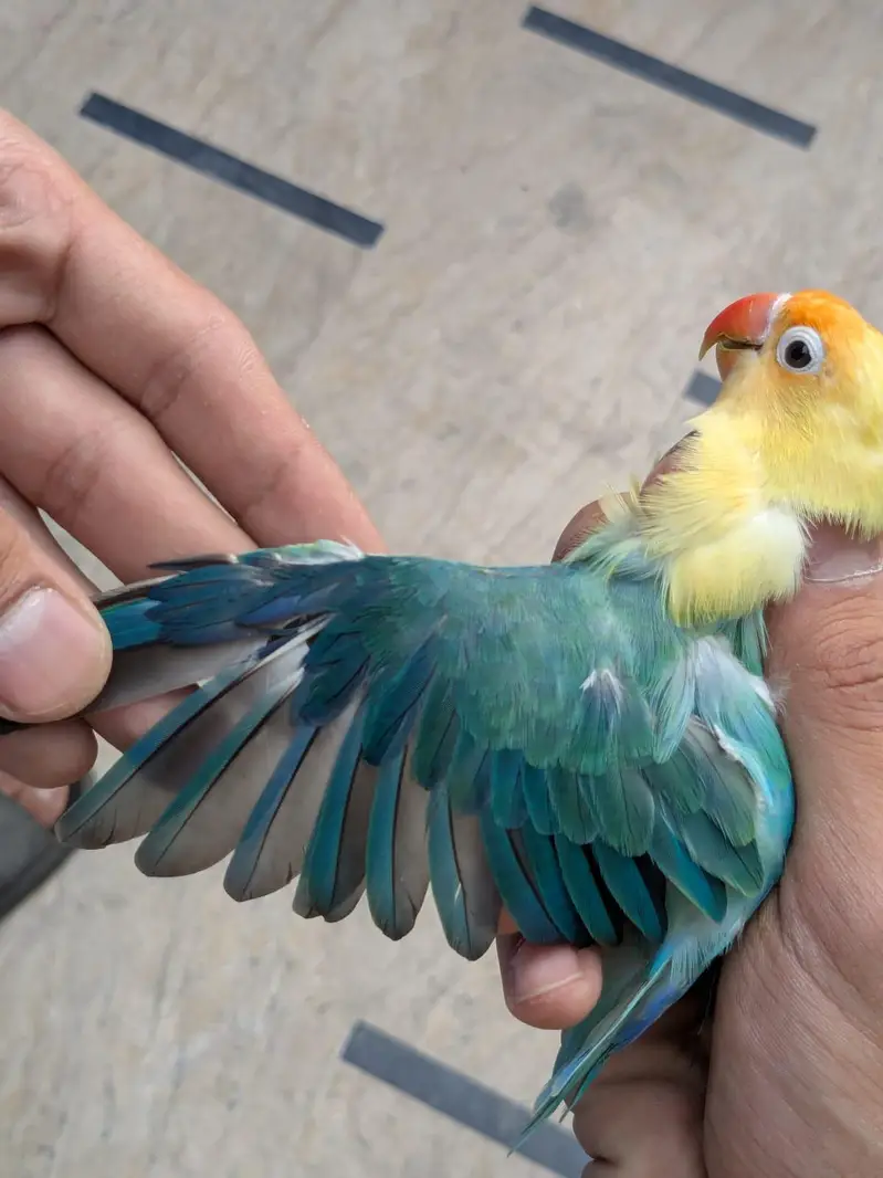 lovebirds and Cage (exchange possible)/lutino opline/ palefallow — photo 2