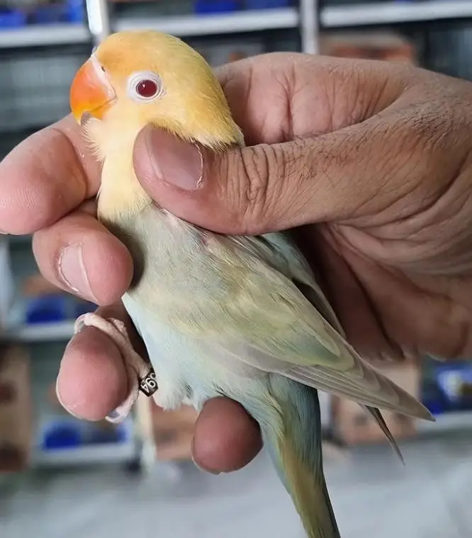lovebirds and Cage (exchange possible)/lutino opline/ palefallow — photo 3