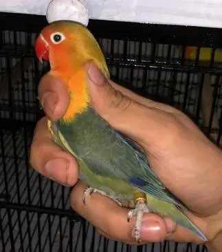 lovebirds and Cage (exchange possible)/lutino opline/ palefallow — photo 4