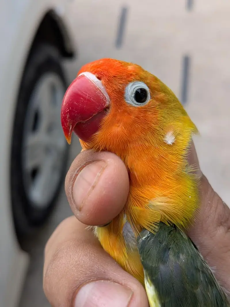 lovebirds and Cage (exchange possible)/lutino opline/ palefallow — photo 5