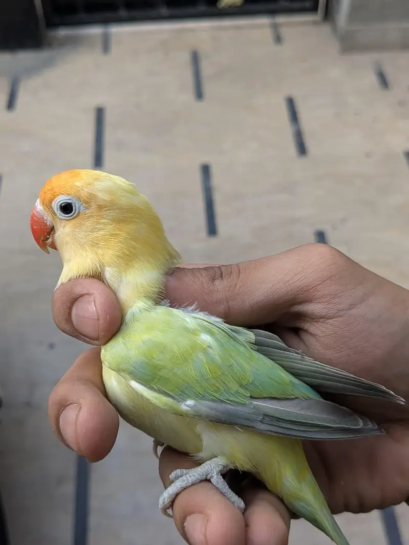 lovebirds and Cage (exchange possible)/lutino opline/ palefallow — photo 6