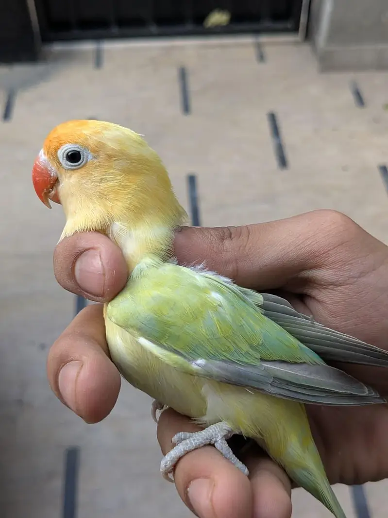 lovebirds and Cage (exchange possible)/lutino opline/ palefallow — photo 7
