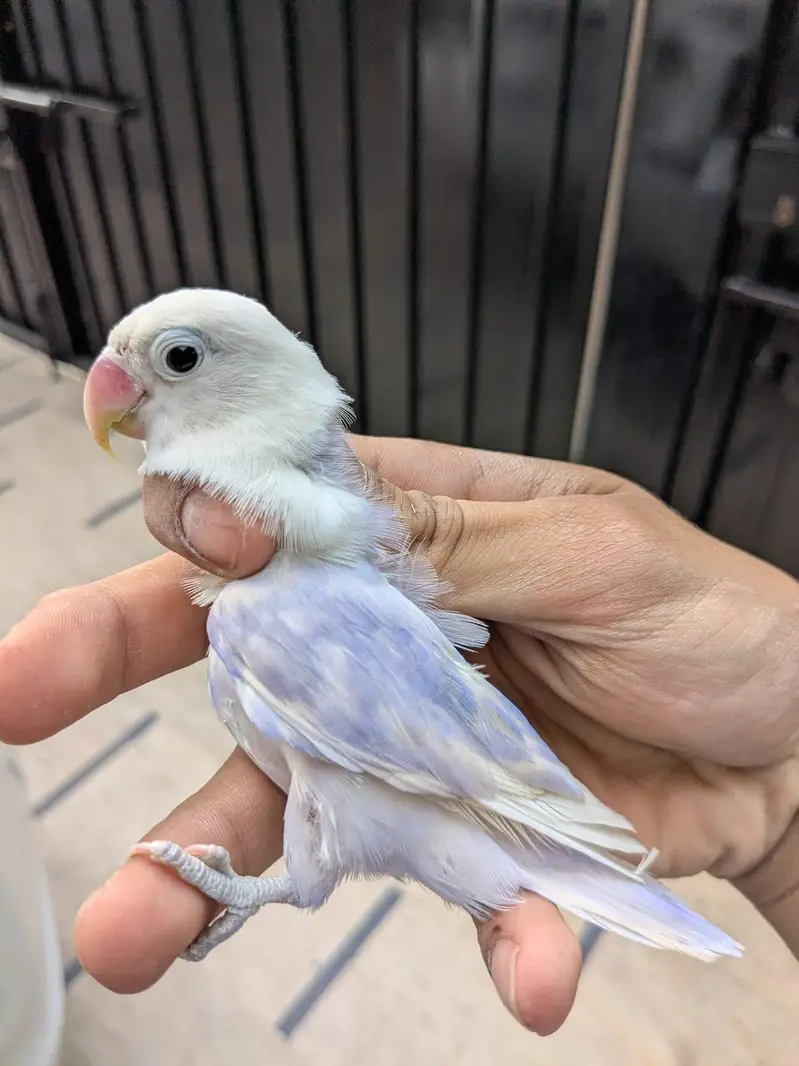 lovebirds and Cage (exchange possible)/lutino opline/ palefallow — photo 8