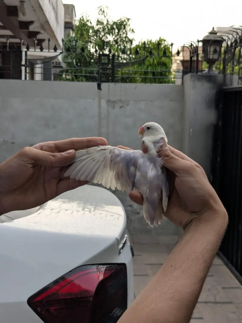 lovebirds and Cage (exchange possible)/lutino opline/ palefallow — photo 9