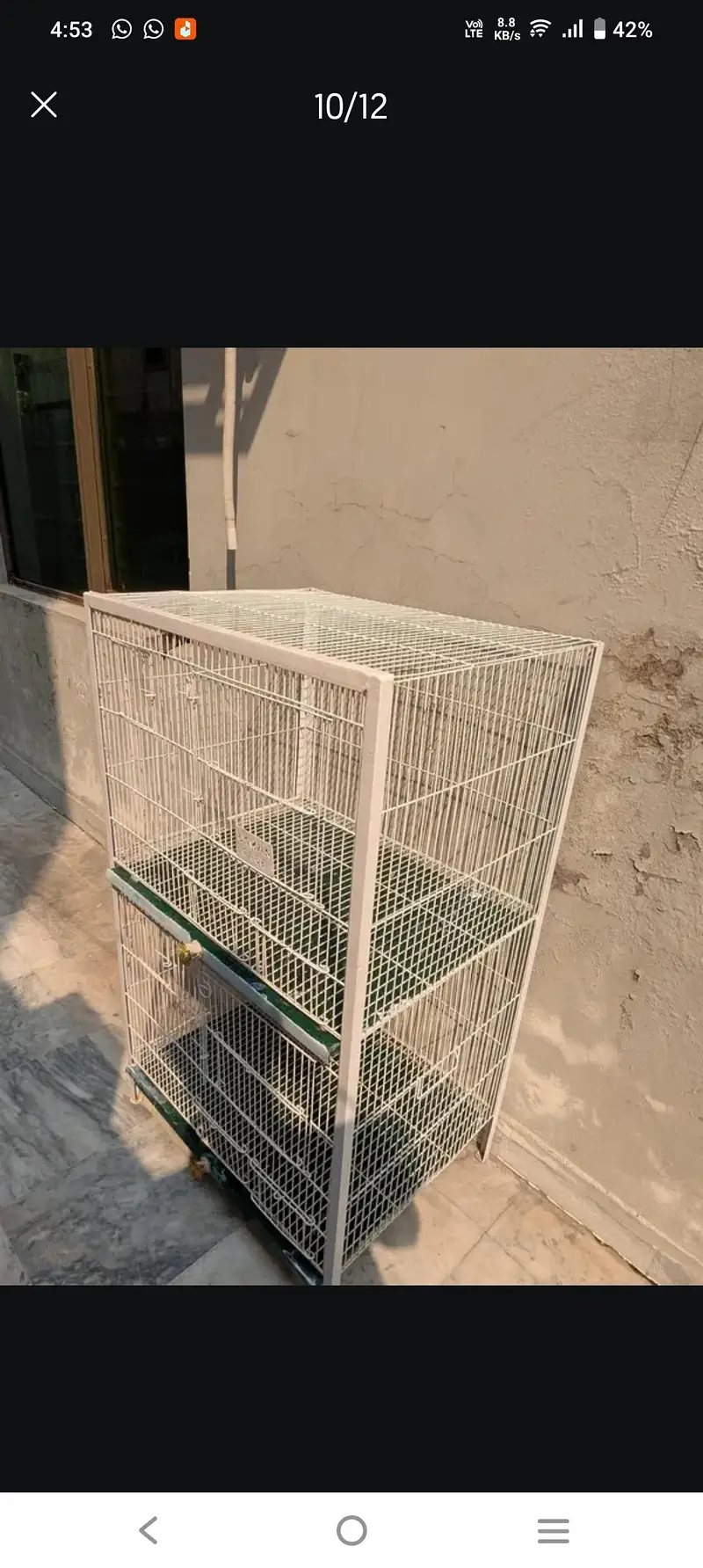 lovebirds and Cage (exchange possible)/lutino opline/ palefallow — photo 12