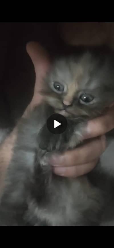 kittens for sale