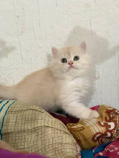 kittens for sale