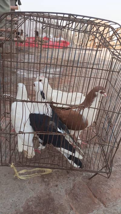 4 sherazi pigeons, ,3 male one female,. one kapoori, two irani cross.