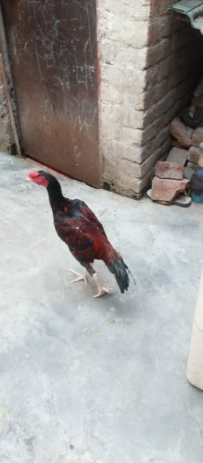 aseel patha mainwali