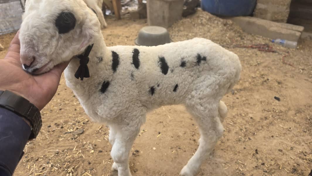 Active lamb 0