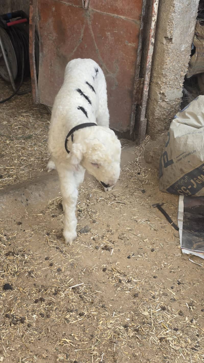 Active lamb 1
