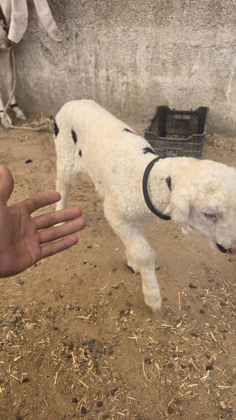 Active lamb 2