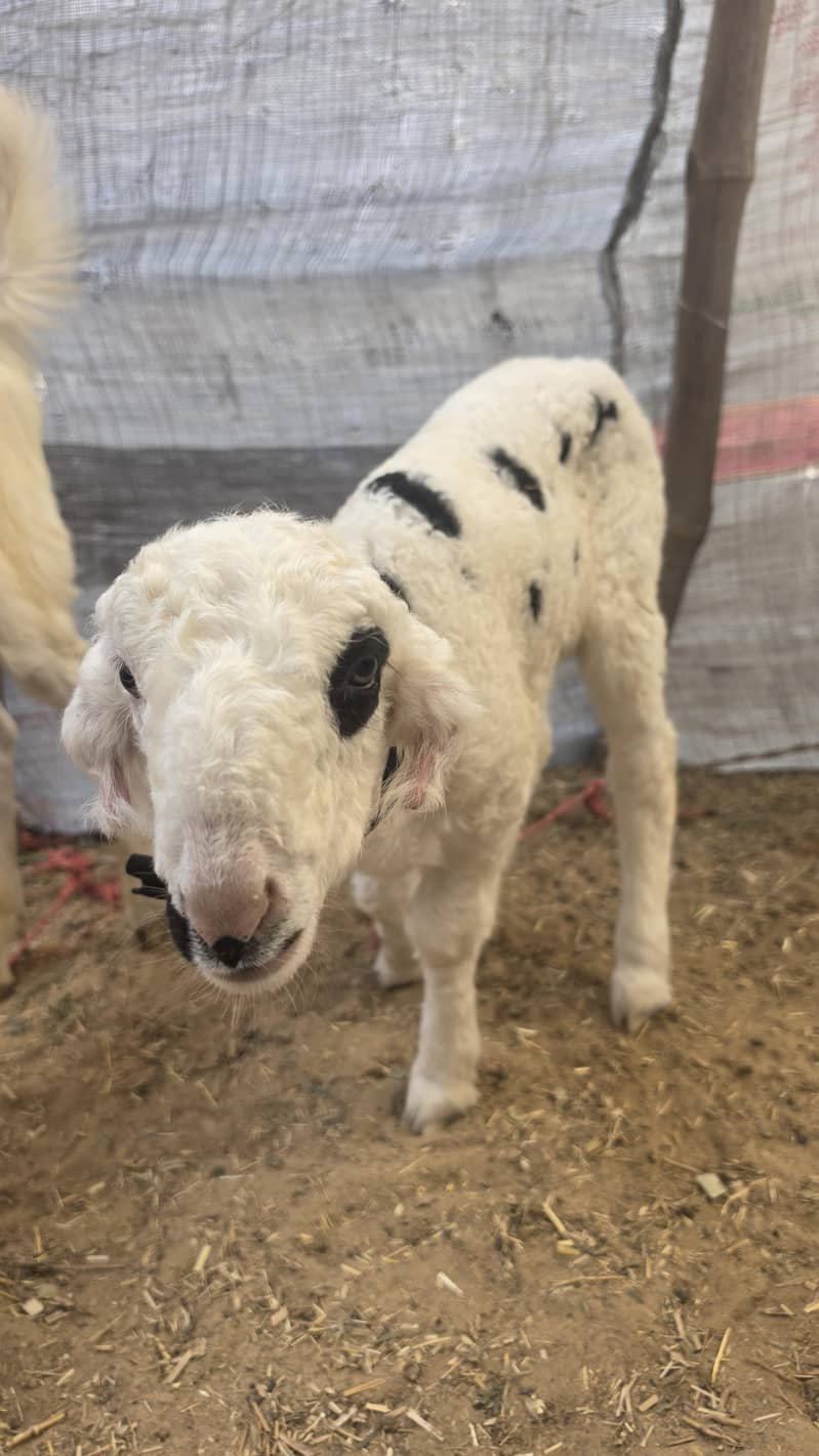 Active lamb 3