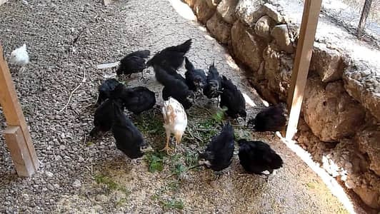 Australorp Chicks