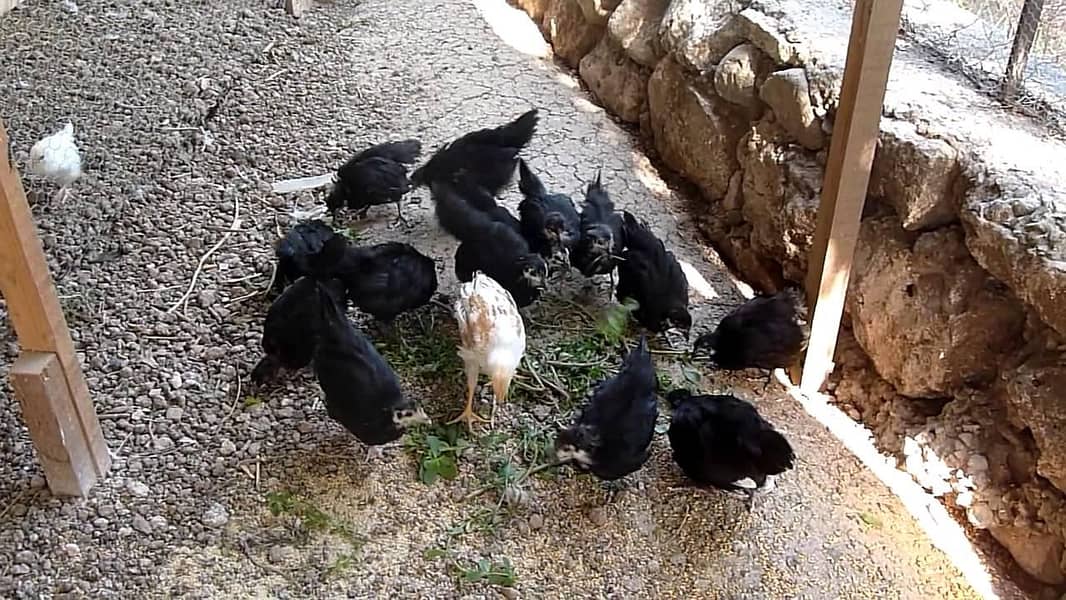 Australorp Chicks 0