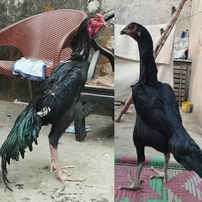 King shamo black
