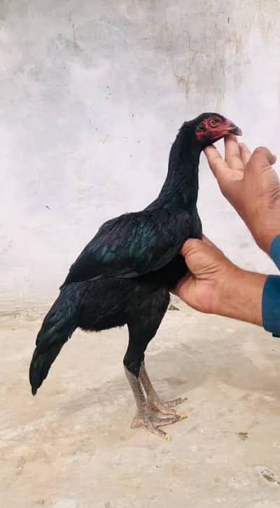 black assel murg
